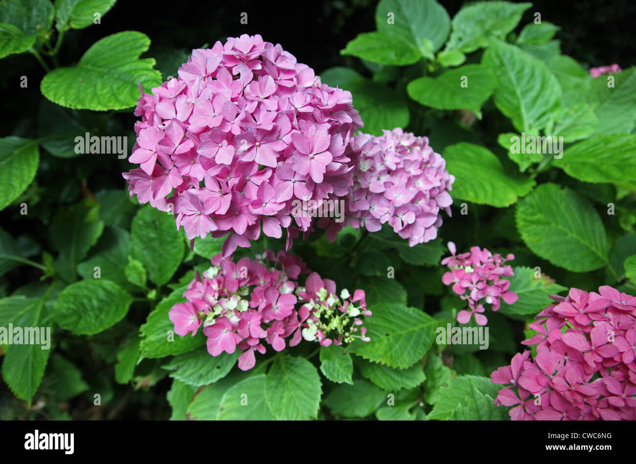 Rosa, mophead Hydrangea macrophylla Foto Stock