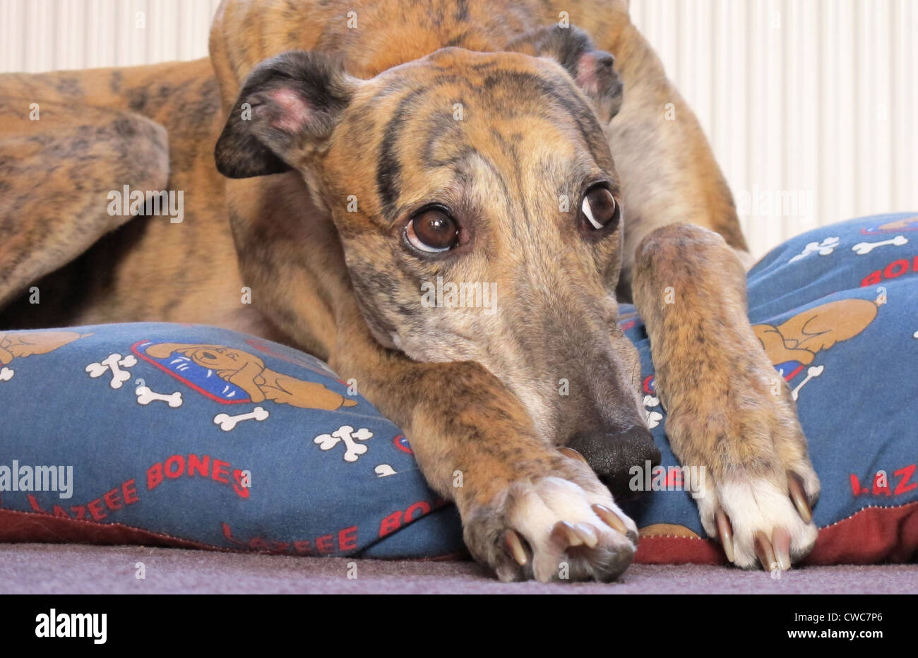 Brown greyhound immagini e fotografie stock ad alta risoluzione - Pagina 3  - Alamy