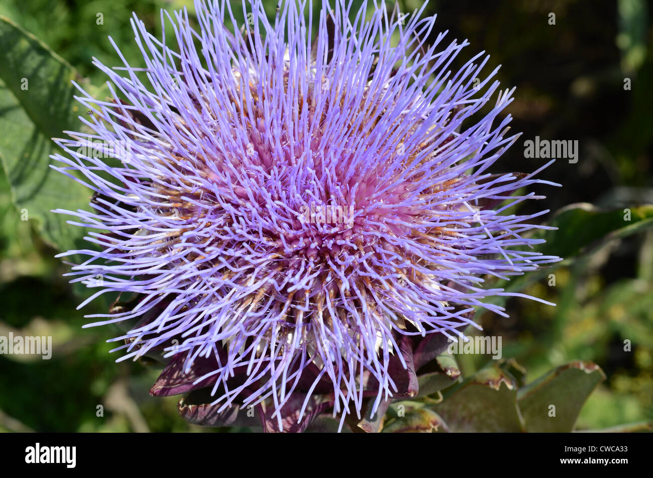 Carciofo in fiore Foto Stock