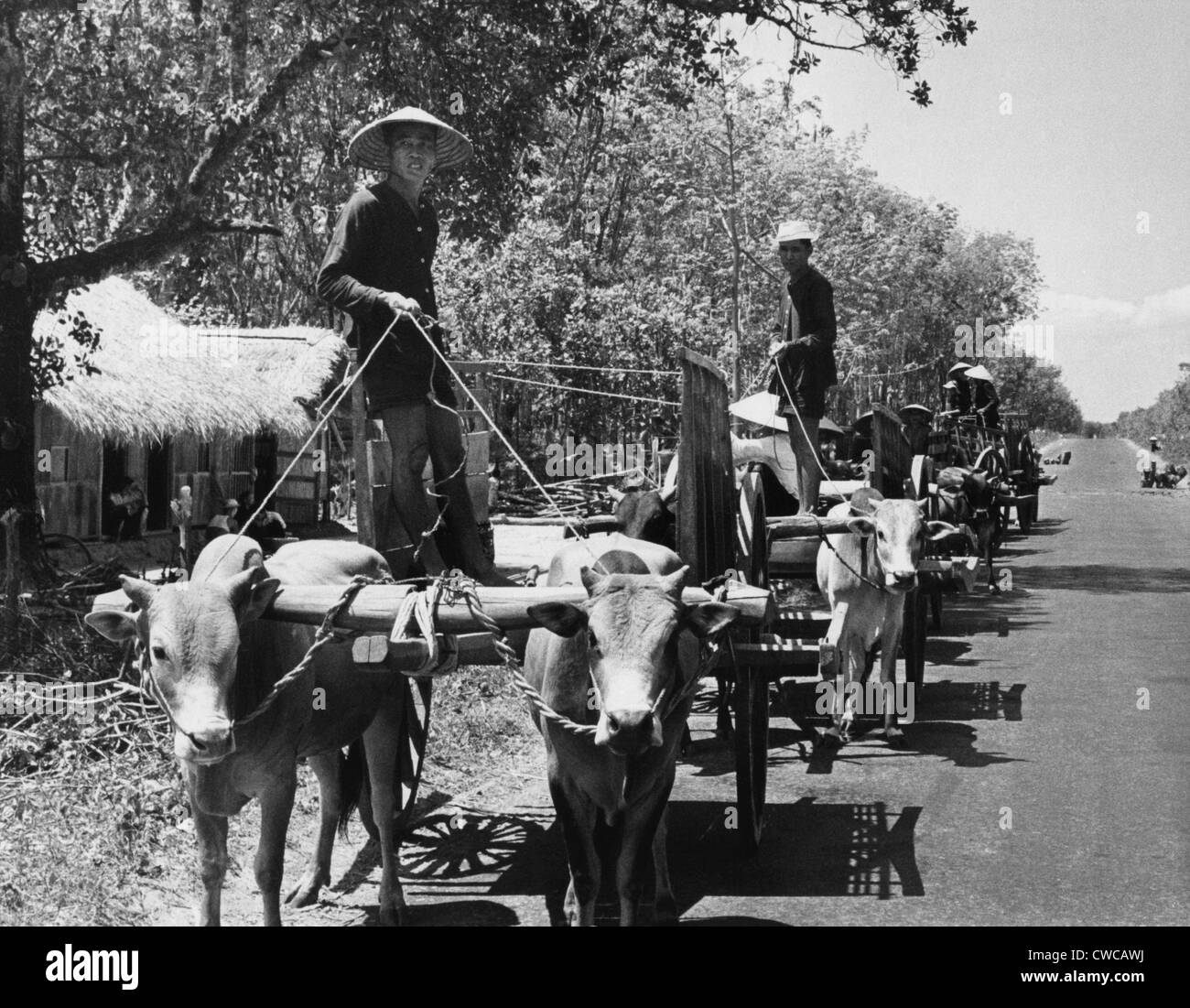 Sud interno rifugiati vietnamiti. Uomini vietnamita di guida dei carrelli di bue a spostare le loro comunità da un villaggio isolato a un più Foto Stock