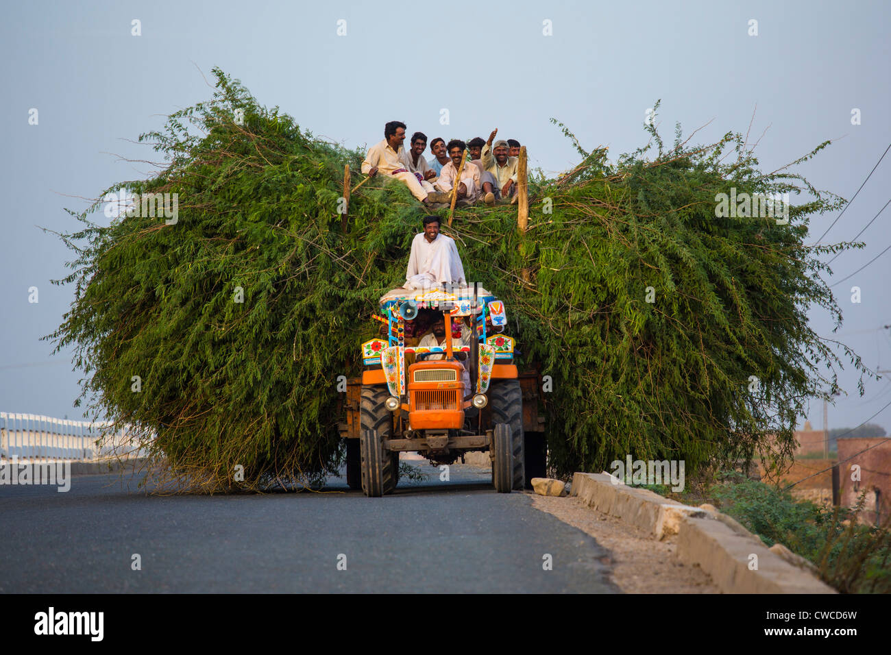 Il raccolto nella provincia del Punjab, Pakistan Foto Stock
