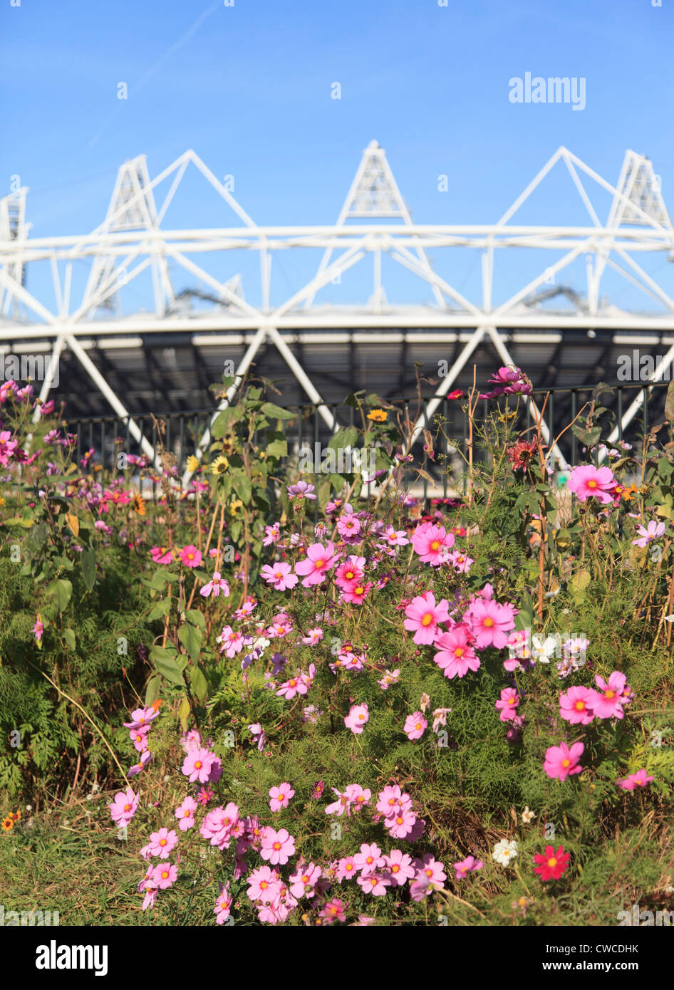 Cosmo fioritura di fronte allo Stadio Olimpico nella zona est di Londra Foto Stock