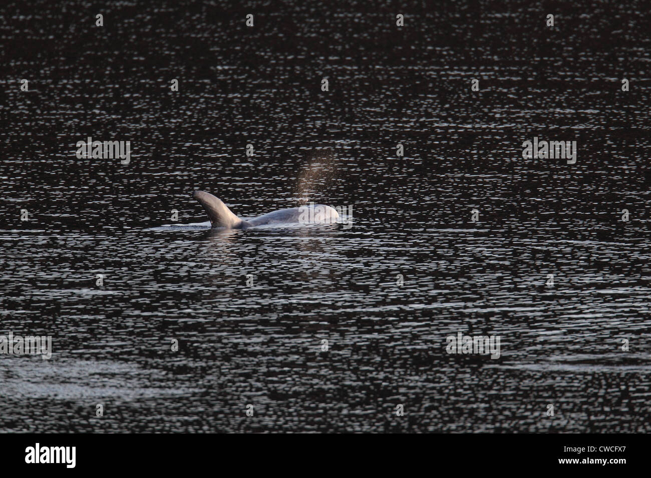 Risso Dolphin Grampus griseus Catfirth Shetland Scozia UK Foto Stock