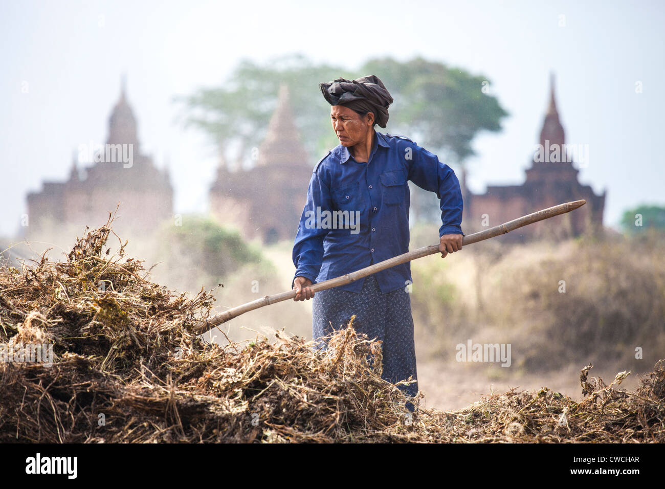 Donna pitching grano in Bagan, Myanmar Foto Stock