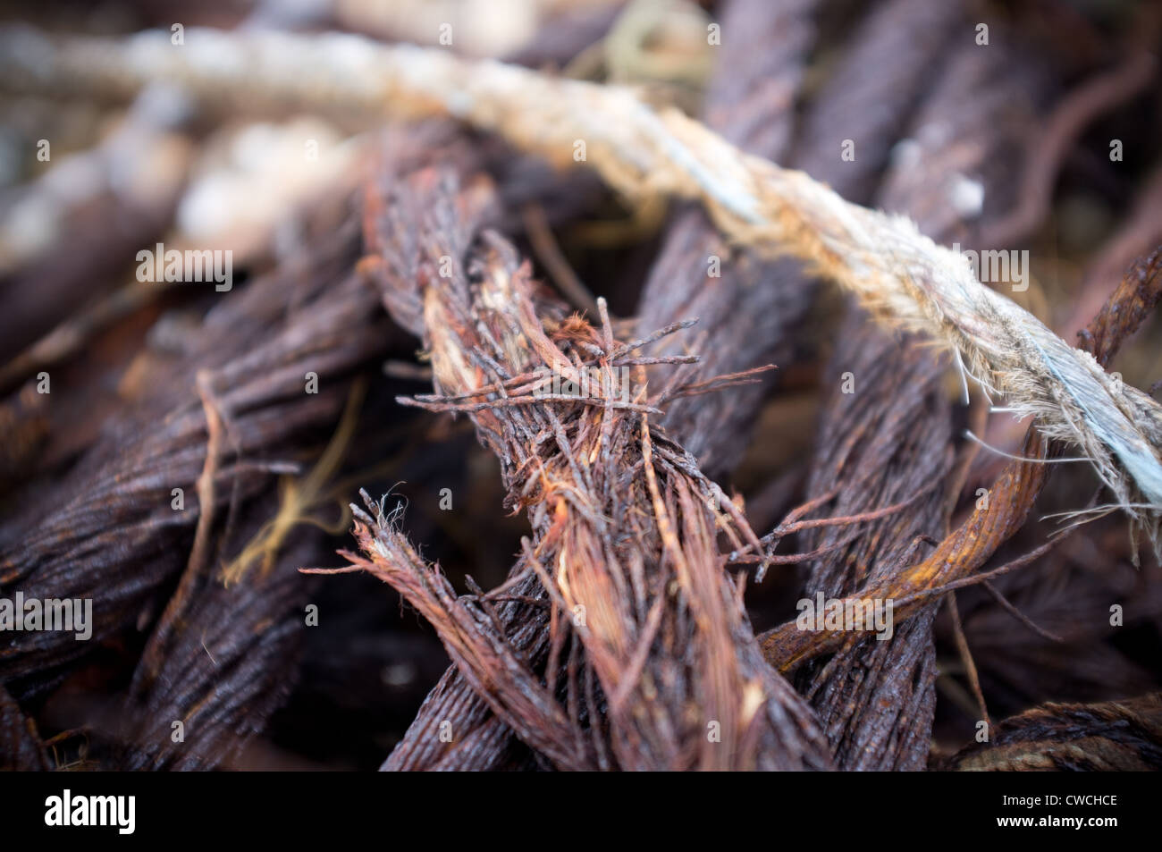 Dungeness, Kent, Inghilterra, Gran Bretagna, Foto Stock