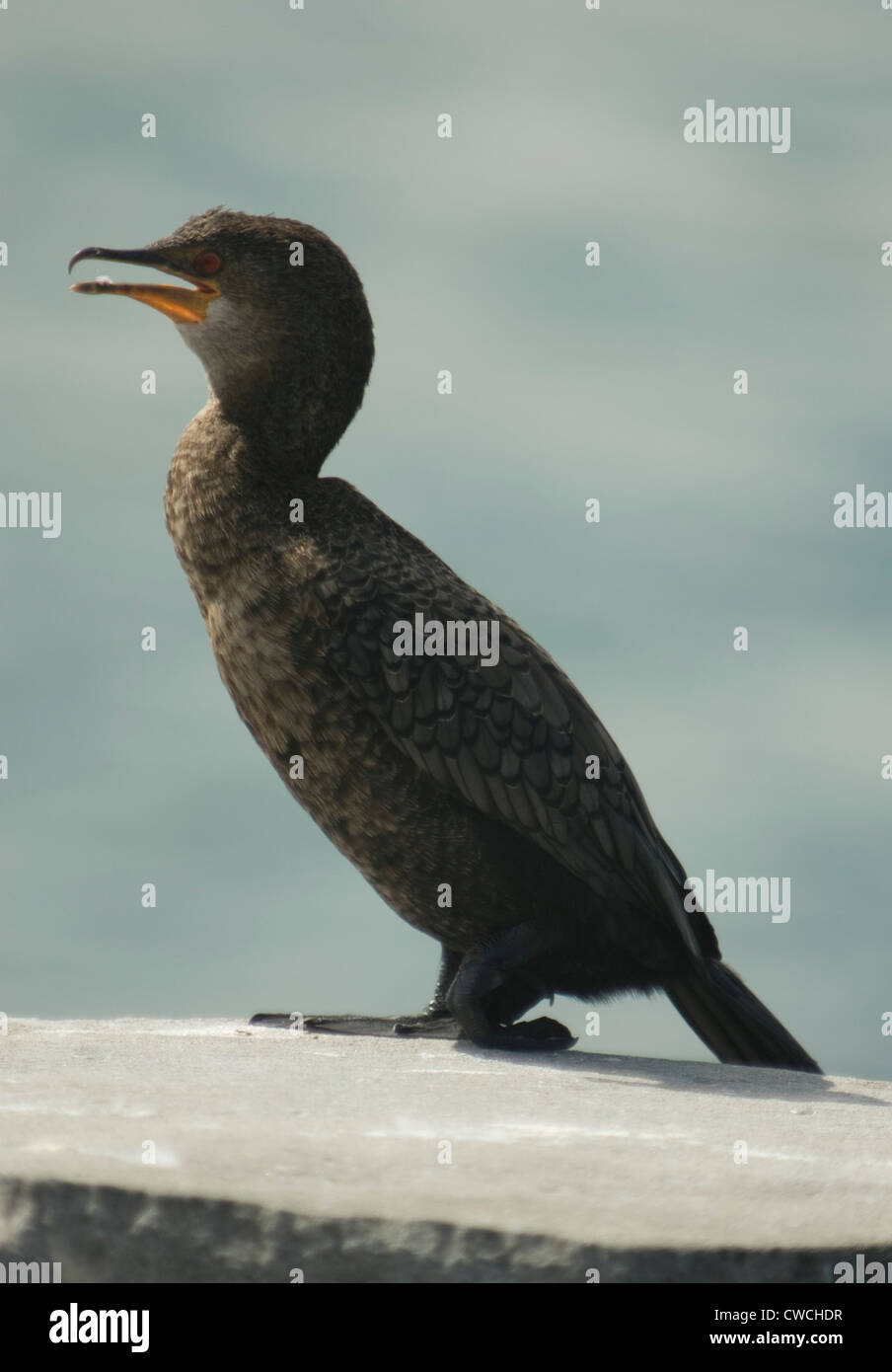 Incoronato cormorano (Microcarbo coronatus) a Lambert's Bay, Sud Africa Foto Stock