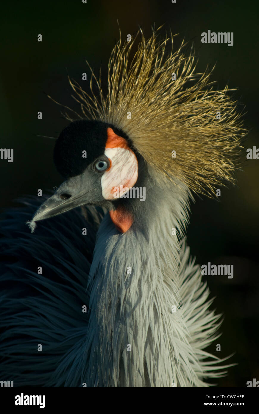 Grey Crowned Crane (Balearica regulorum) in cattività Foto Stock