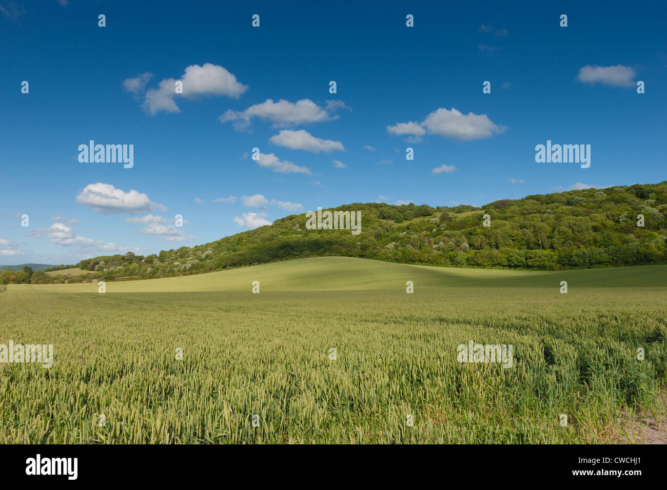 I campi di sole sul percorso da Chinnor Princes Risborough sotto Chinnor Hill, Oxfordshire, Regno Unito Foto Stock