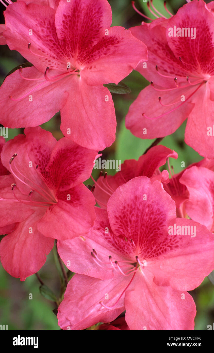 COMPO Concime per Rododendri, Azalee, Camelie e Ortensie, Per tutte le Piante acidofile da balcone, terrazzo o giardino, 1 l