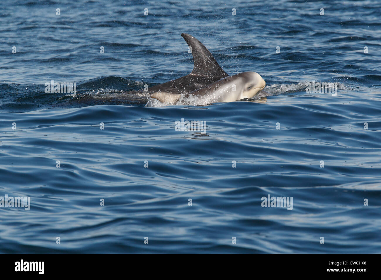 Risso delfini Grampus griseus madre e vitello Mousa Sound RSPB riserva Isole Shetland Scozia UK Foto Stock