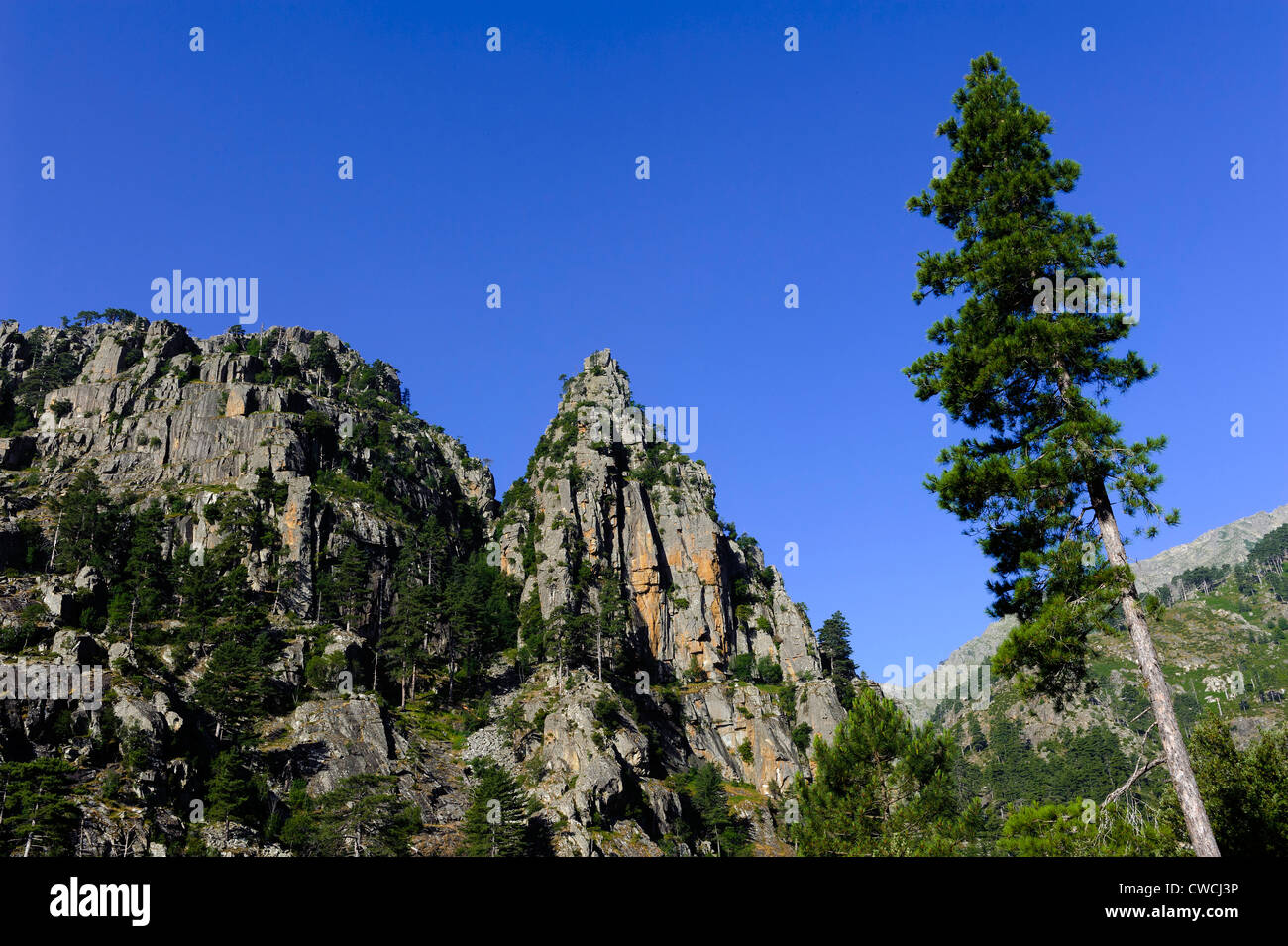 Restonica-Valley vicino a Corte, Corsica, Francia Foto Stock