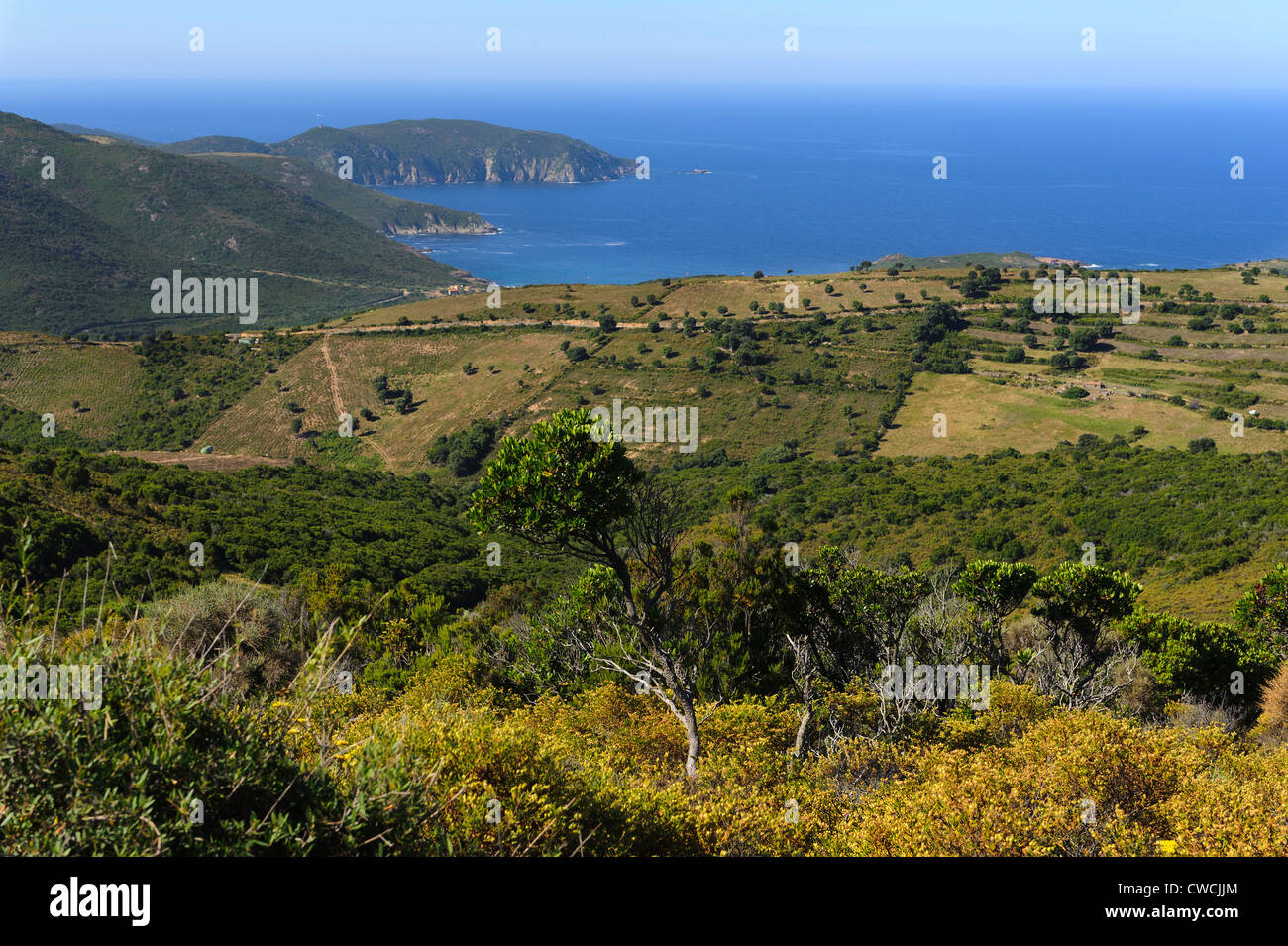 Macchia vicino a Capu Rossu, baia di Porto Corsica, Francia Foto Stock