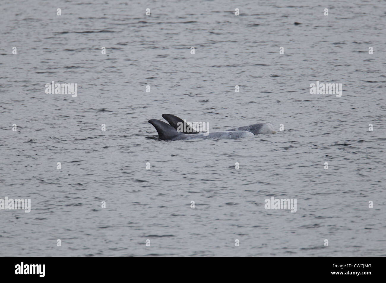 Risso delfini Grampus griseus Catfirth Shetland Scozia UK Foto Stock