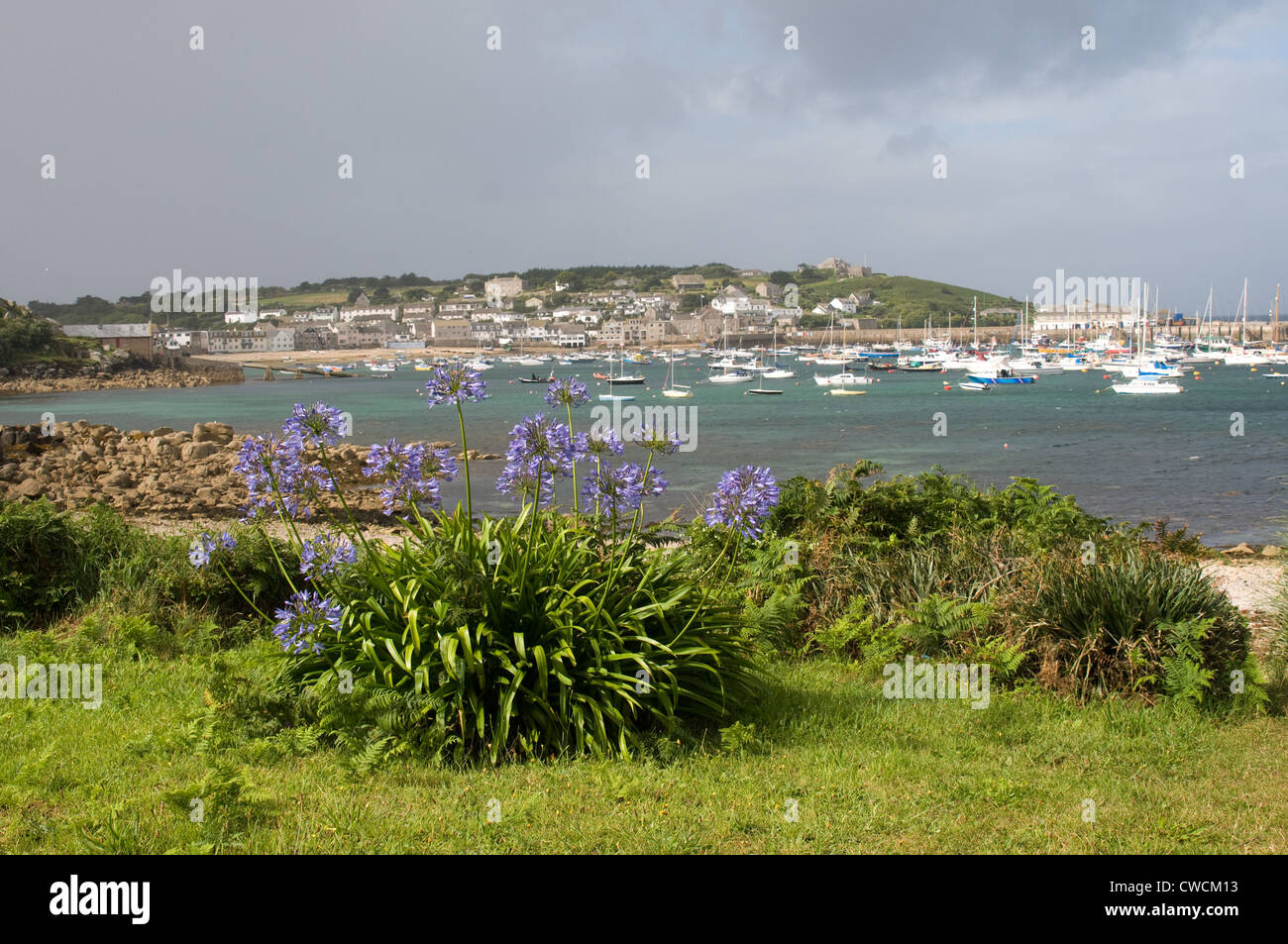 Agapanthus prosperare tutto le Isole Scilly e fiore durante i mesi estivi. Essi provengono da Sud Africa. Foto Stock