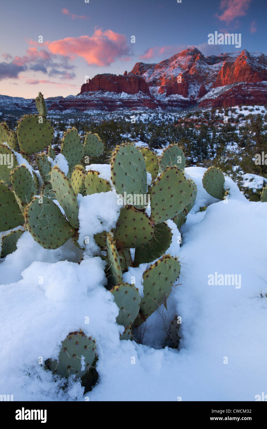 In inverno la neve sulla collina Schnebly, Coconino National Forest, Sedona, in Arizona. Foto Stock