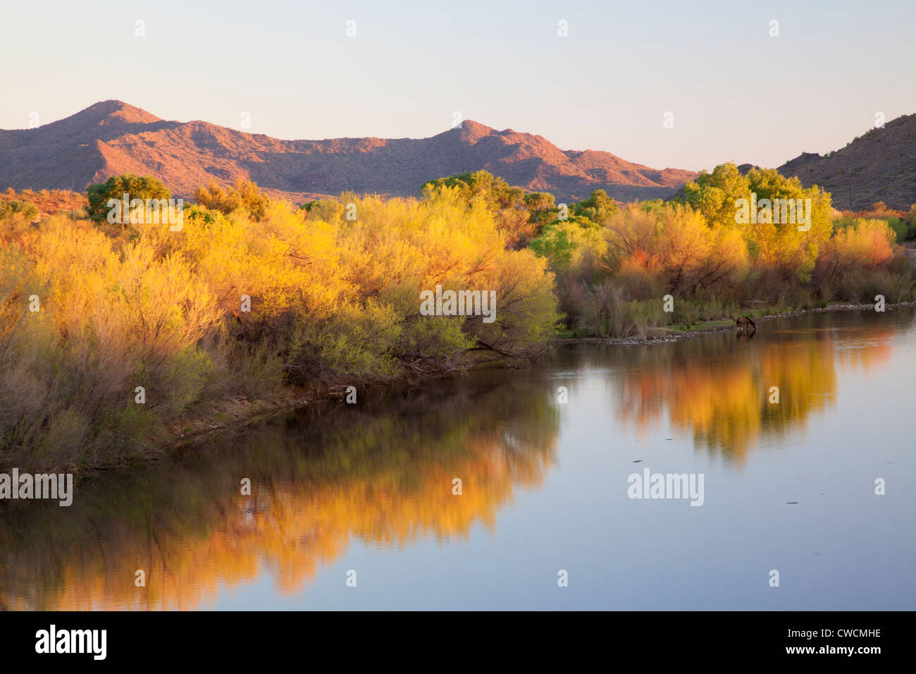 Un cavallo bevande dal fiume Verde, Fort McDowell Yavapai nazione ad est di Phoenix, Arizona. Foto Stock