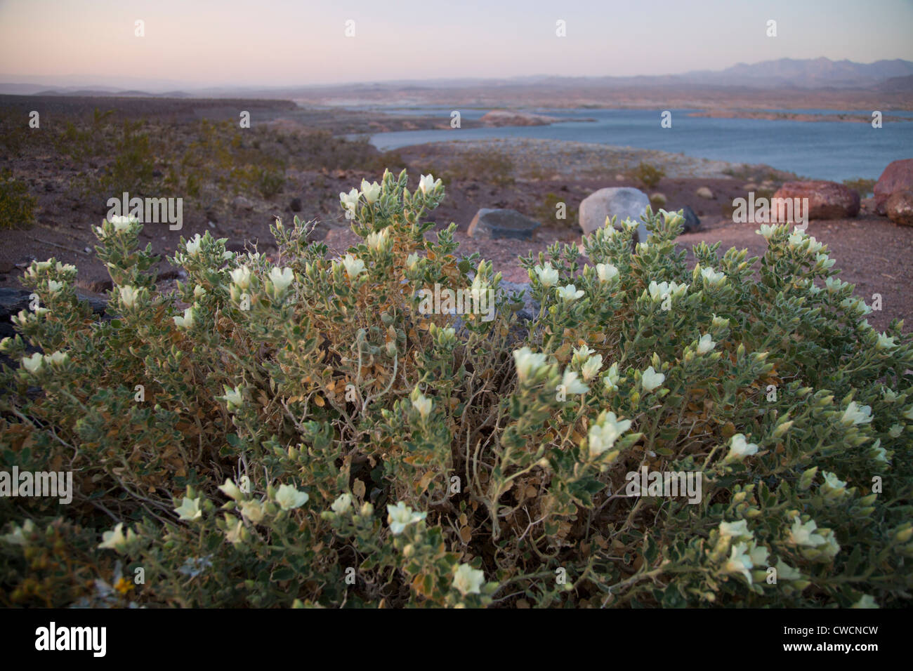 Fiori Selvatici lungo la riva del Lago Mead, Lake Mead National Recreation Area, vicino a Las Vegas, Nevada. Foto Stock