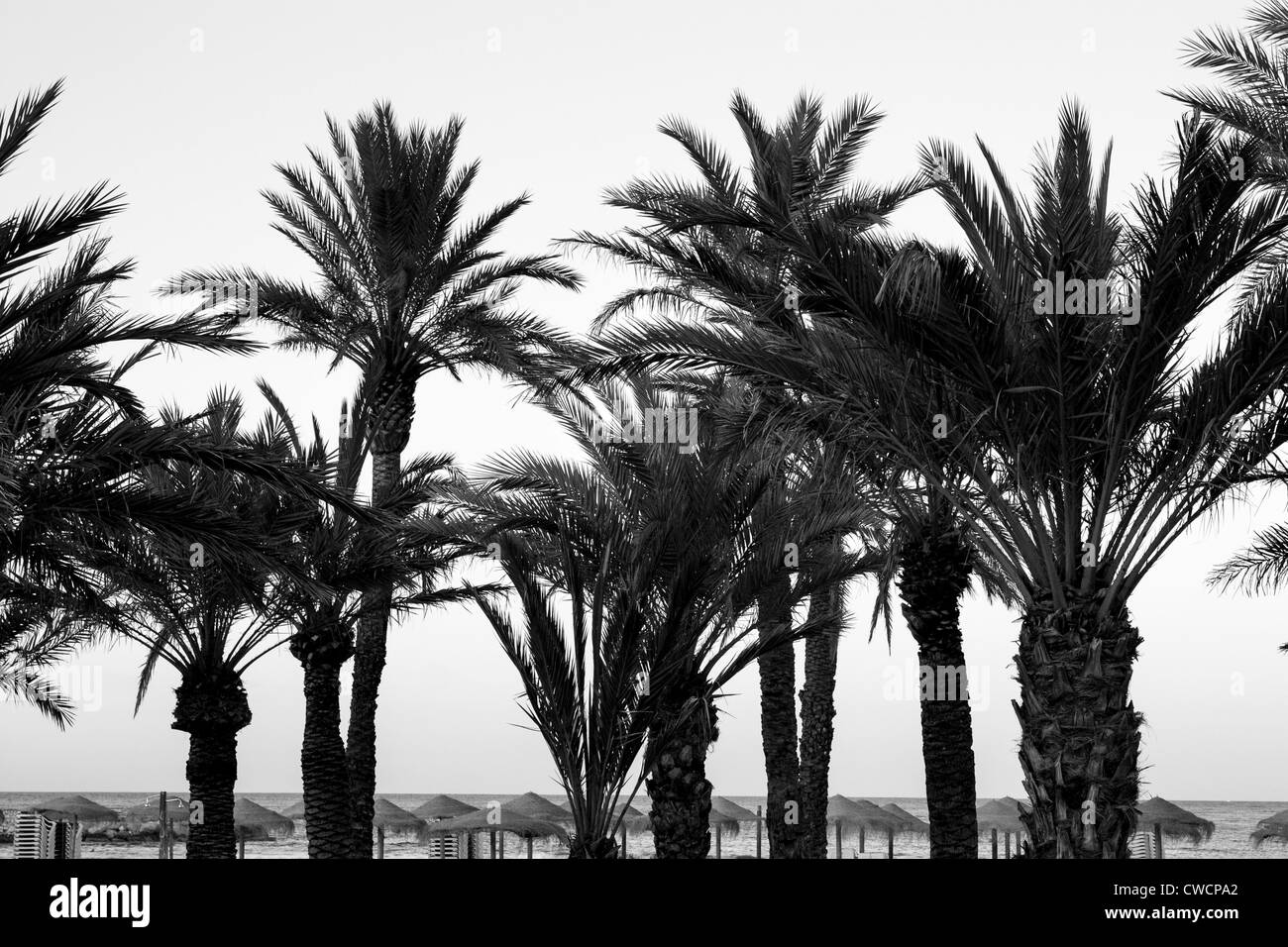 Suggestiva immagine di palme nel Mediterraneo Foto Stock
