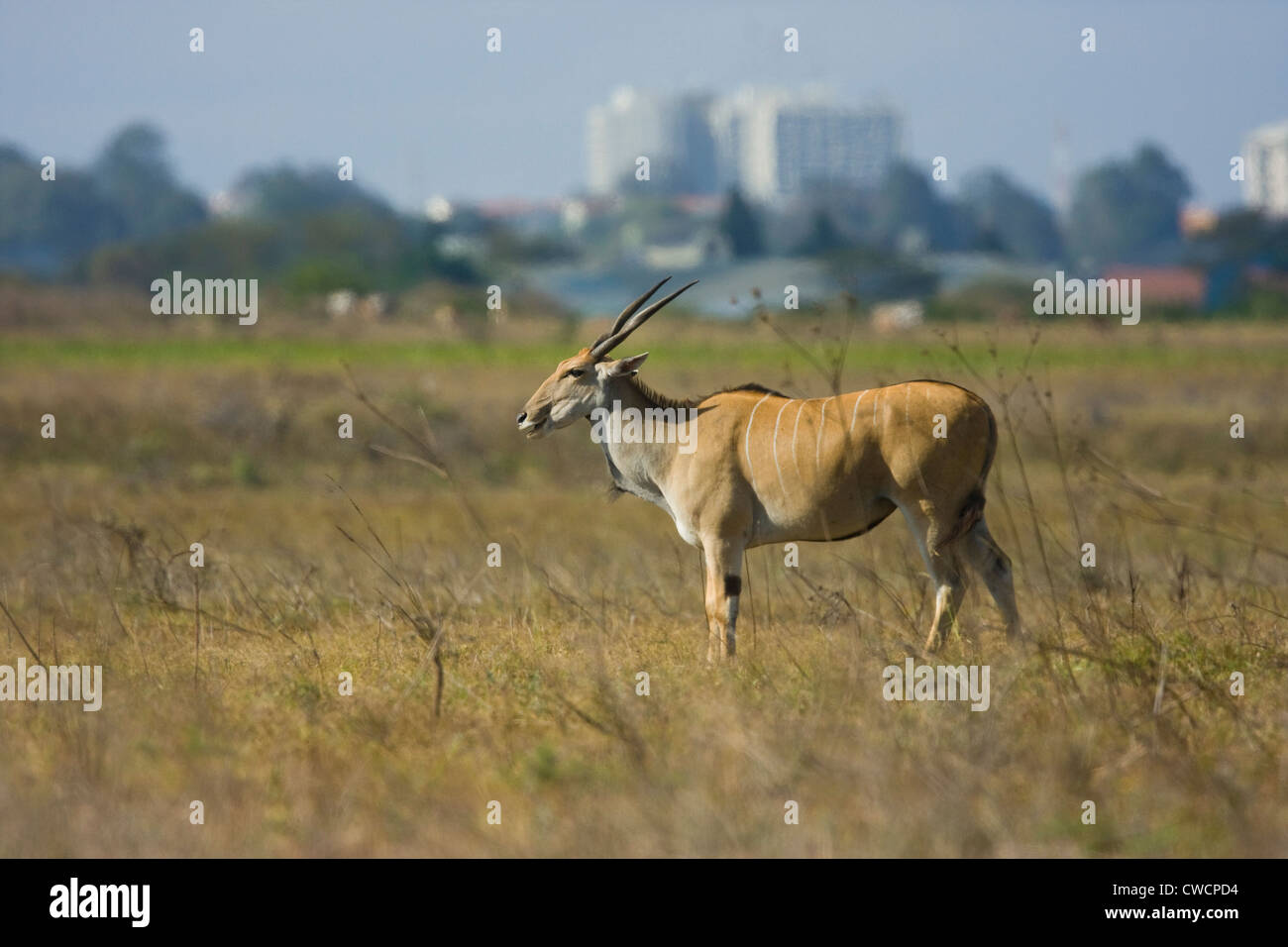 ELAND (Taurotragus oryx) con Nairobi città in background, il Parco Nazionale di Nairobi, in Kenya. Foto Stock