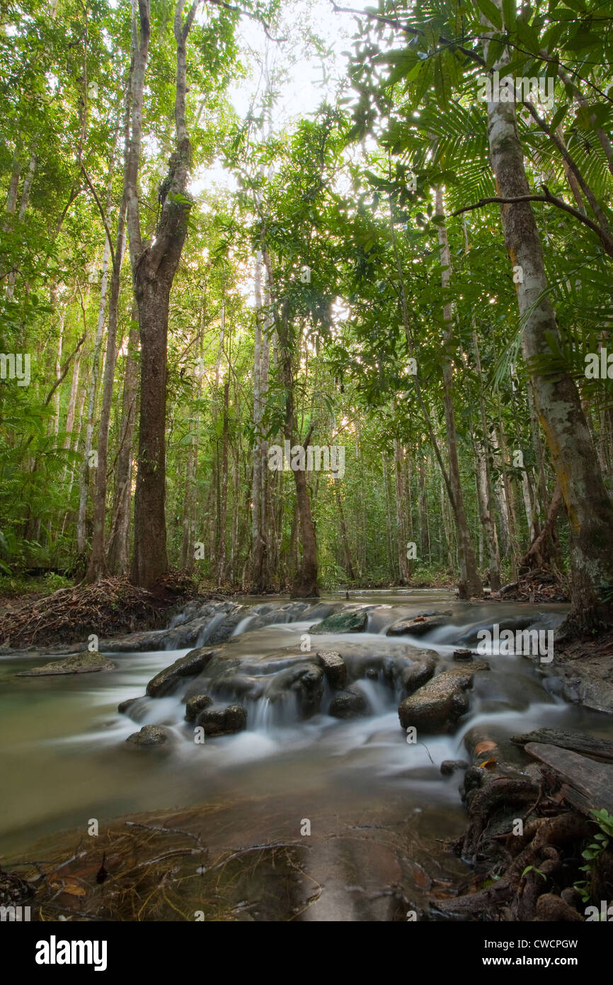 Pianura primario Foresta Pluviale Khao né Chu chi Wildlife Sanctuary, nel sud della Thailandia. Foto Stock