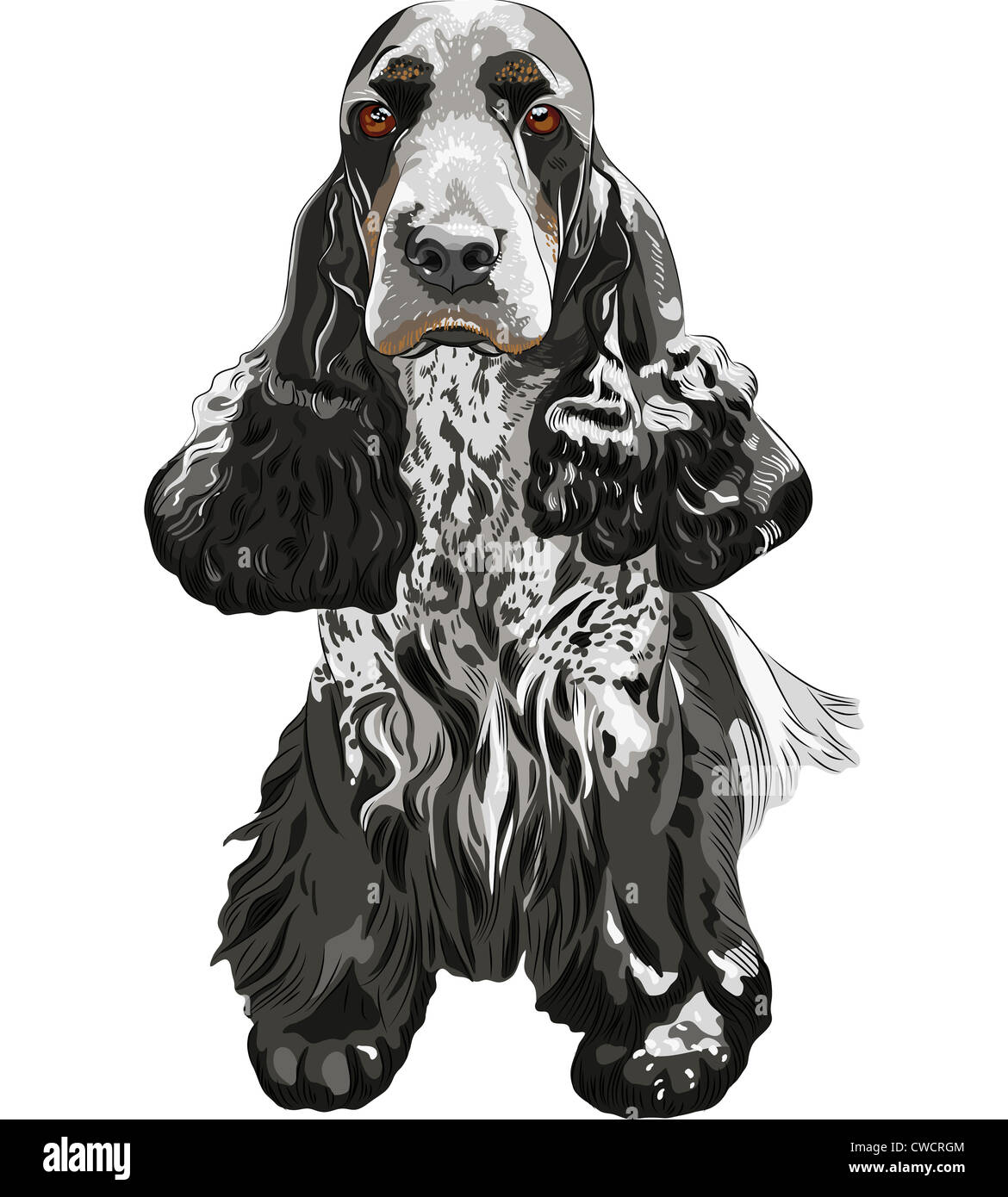 Close-up verticale di una pistola di cane di razza inglese Cocker Spaniel seduta Foto Stock