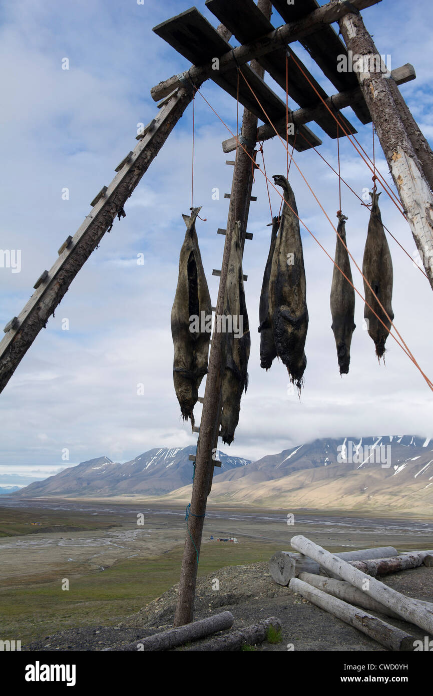 Guarnizione di essiccazione della carne, Longyearbyen, Spitsbergen, Svalbard, Arctic Foto Stock
