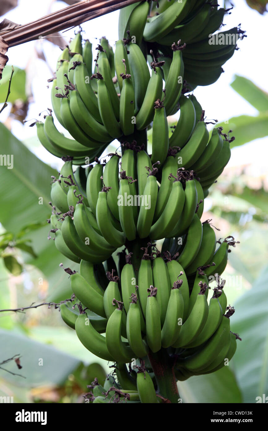 Piante di banana con banane mature Foto Stock