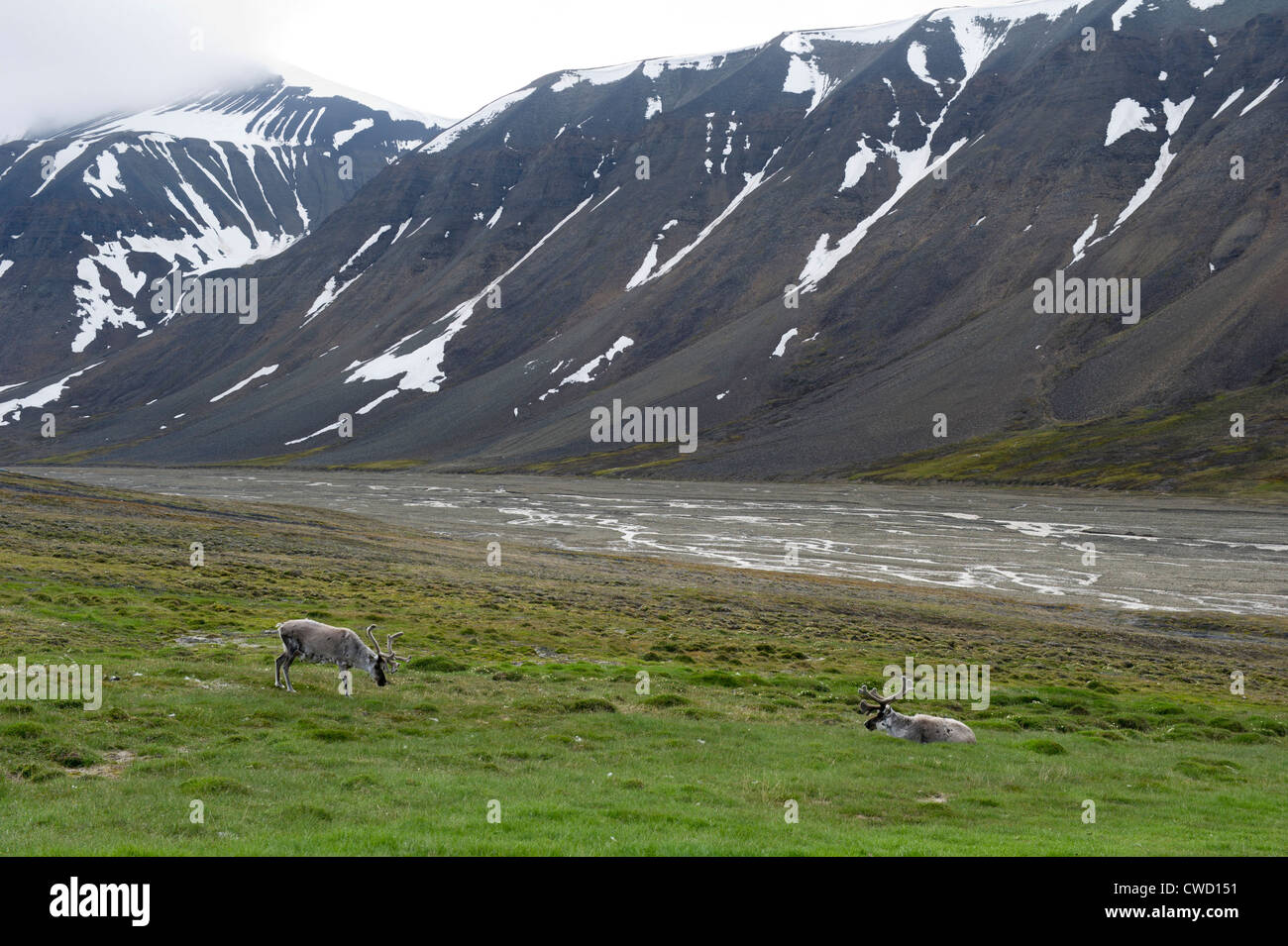 Renna delle Svalbard, Rangifer tarandus platyrhynchus, Spitsbergen, Svalbard, Arctic Foto Stock