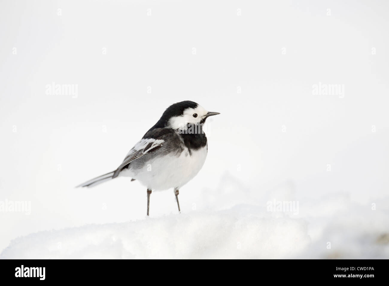 Pied Wagtail; Motacilla alba; nella neve; Scozia; Regno Unito; inverno Foto Stock