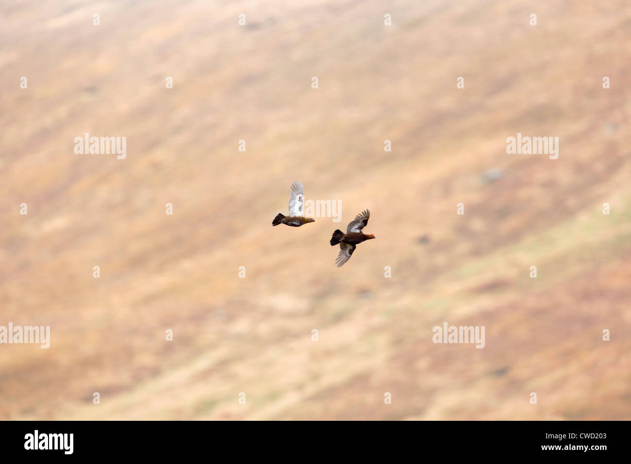 Red Grouse; Lagopus lagopus; in volo; Cairngorm; Scozia - UK Foto Stock