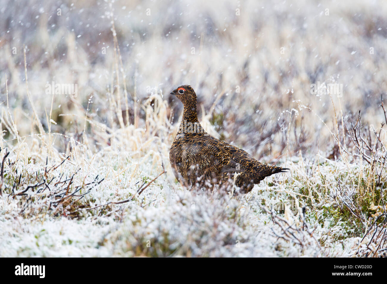 Red Grouse; Lagopus lagopus; nella neve; Cairngorm; Scozia - UK Foto Stock