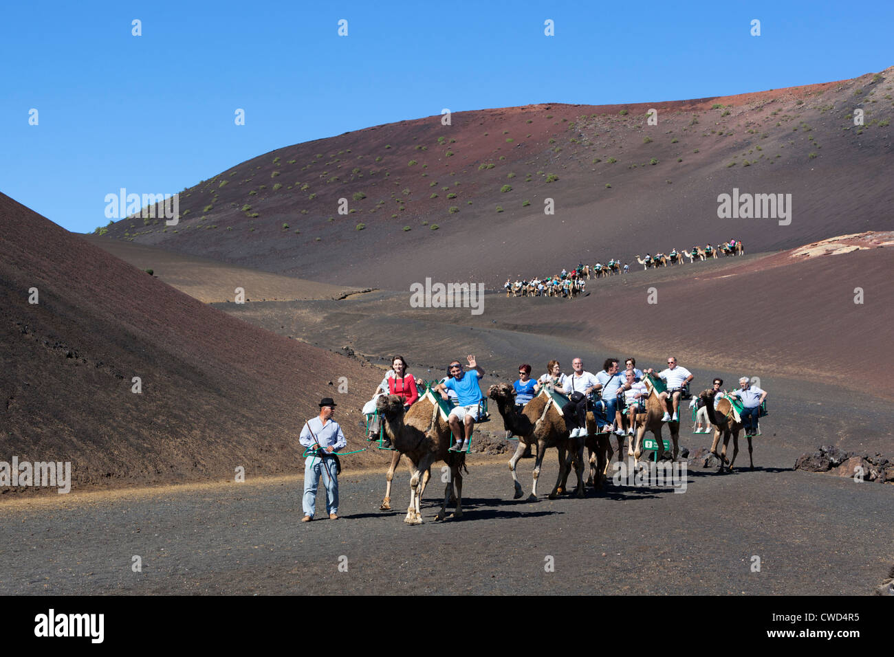 Parque Nacional de Timanfaya (Parco Nazionale Timanfaya) - dromedario giostre fino alle pendici del Timanfaya mountain Foto Stock