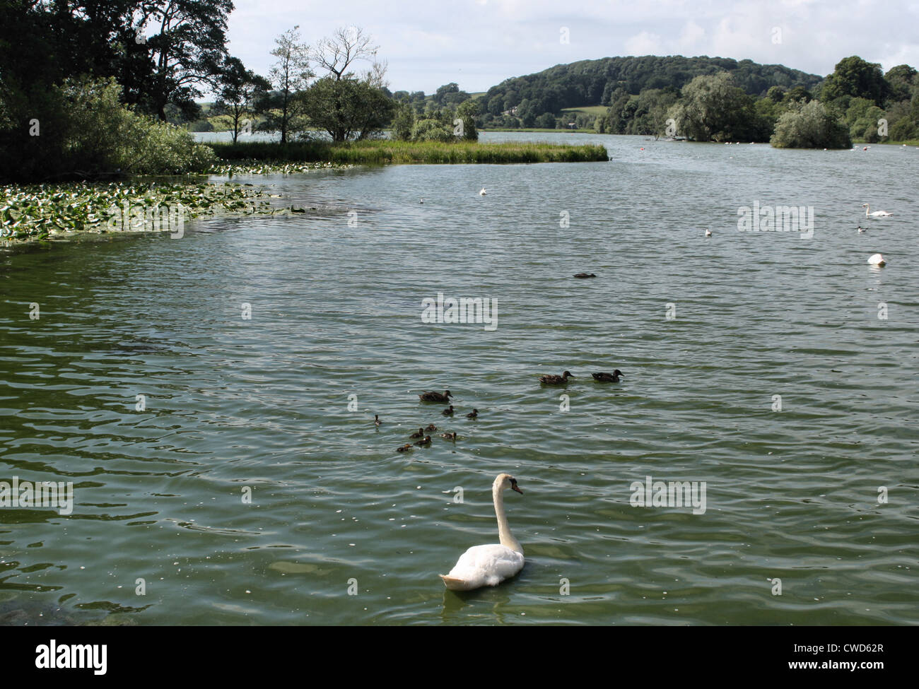 Cigni e anatre a Carlingwark Loch vicino a Castle Douglas Galloway Foto Stock