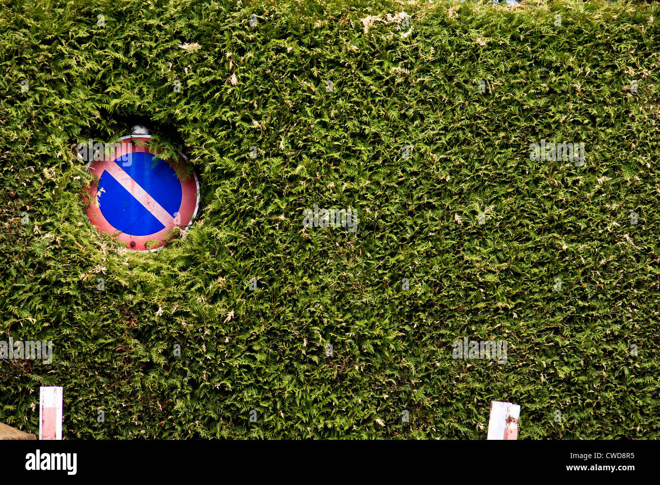 Segno di traffico,l'arresto,thuja hedge Foto Stock