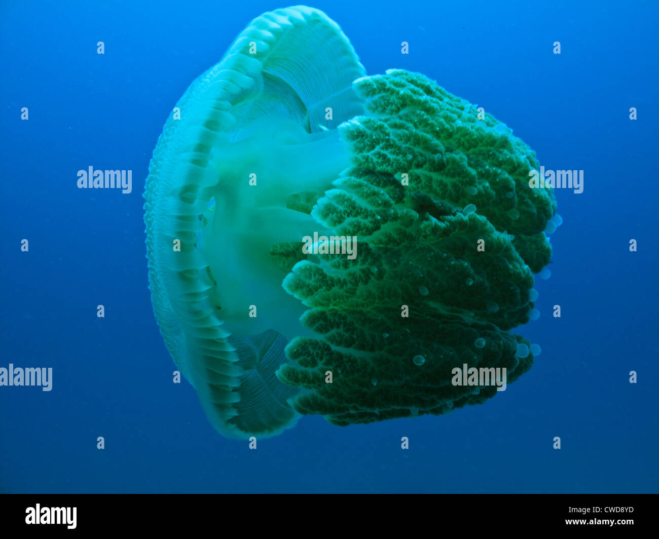 Medusa gigante jelly fish galleggianti nella baia di challenger presso la grande barriera corallina, australia Foto Stock