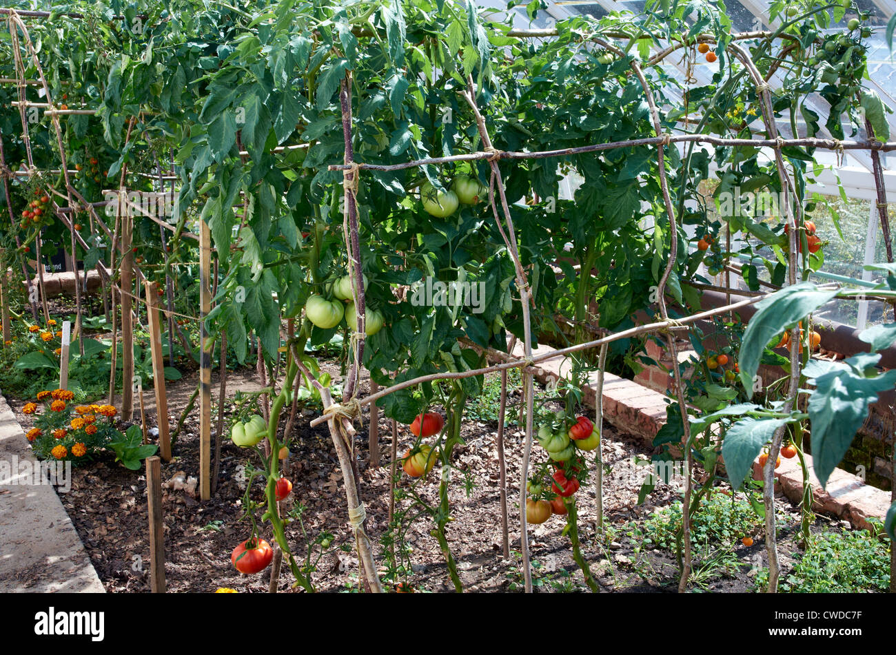 Pomodori che crescono in una grande serra domestica. Piante supportato da un quadro di canna. Foto Stock