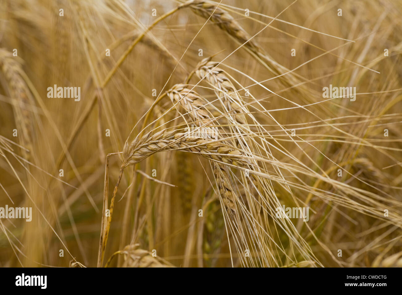 Orzo (Hordeum vulgare L ) pronto per il raccolto 2012 in Norfolk,UK. Foto Stock