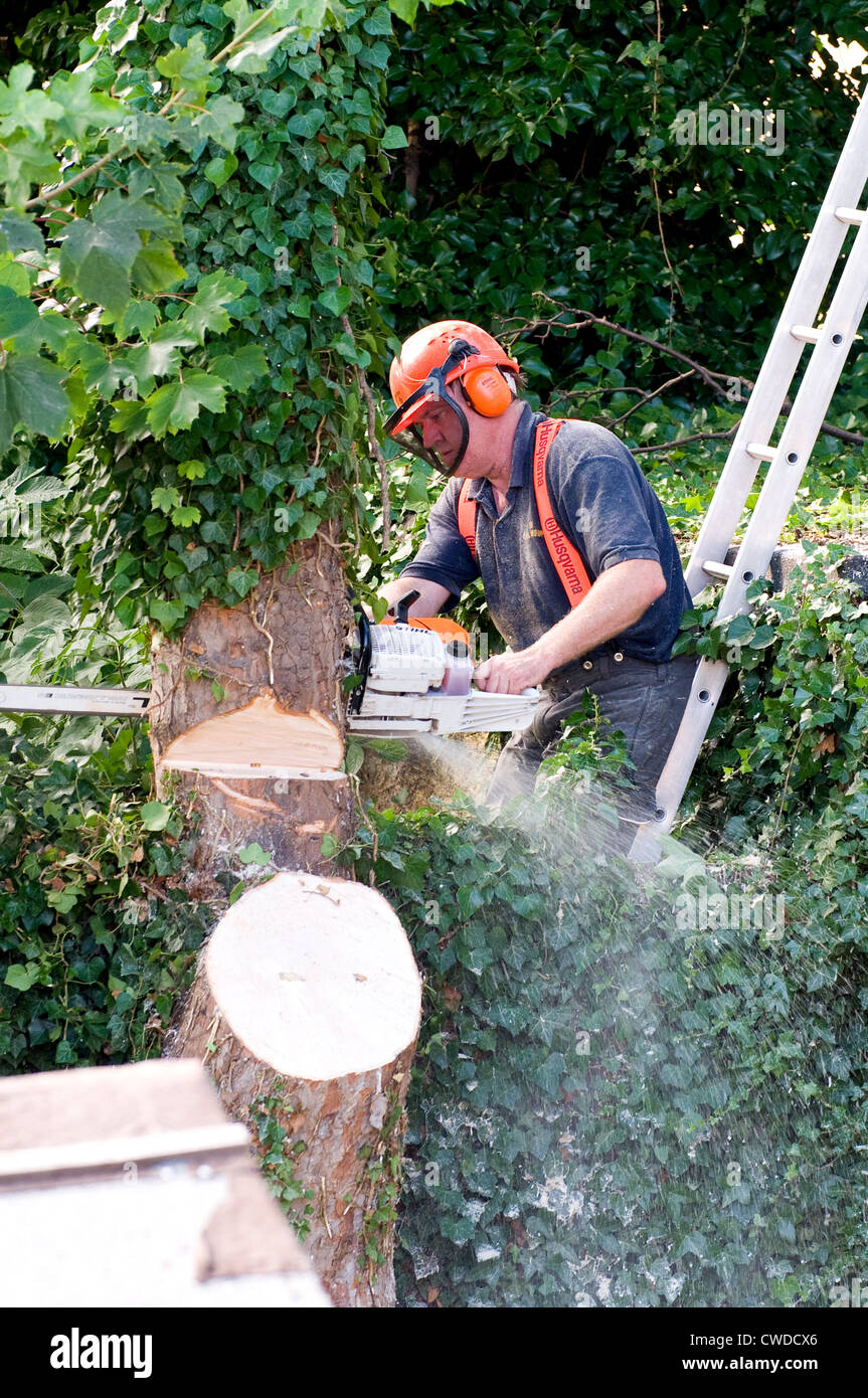 Tree chirurgo effettua il taglio per un taglio di legname. Foto Stock