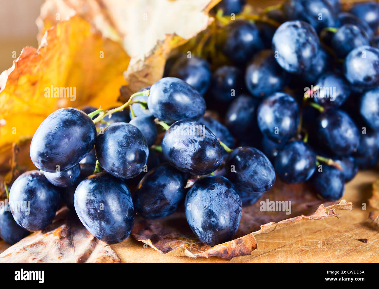 Mature uve blu e la asciugò foglie marrone. Foto Stock