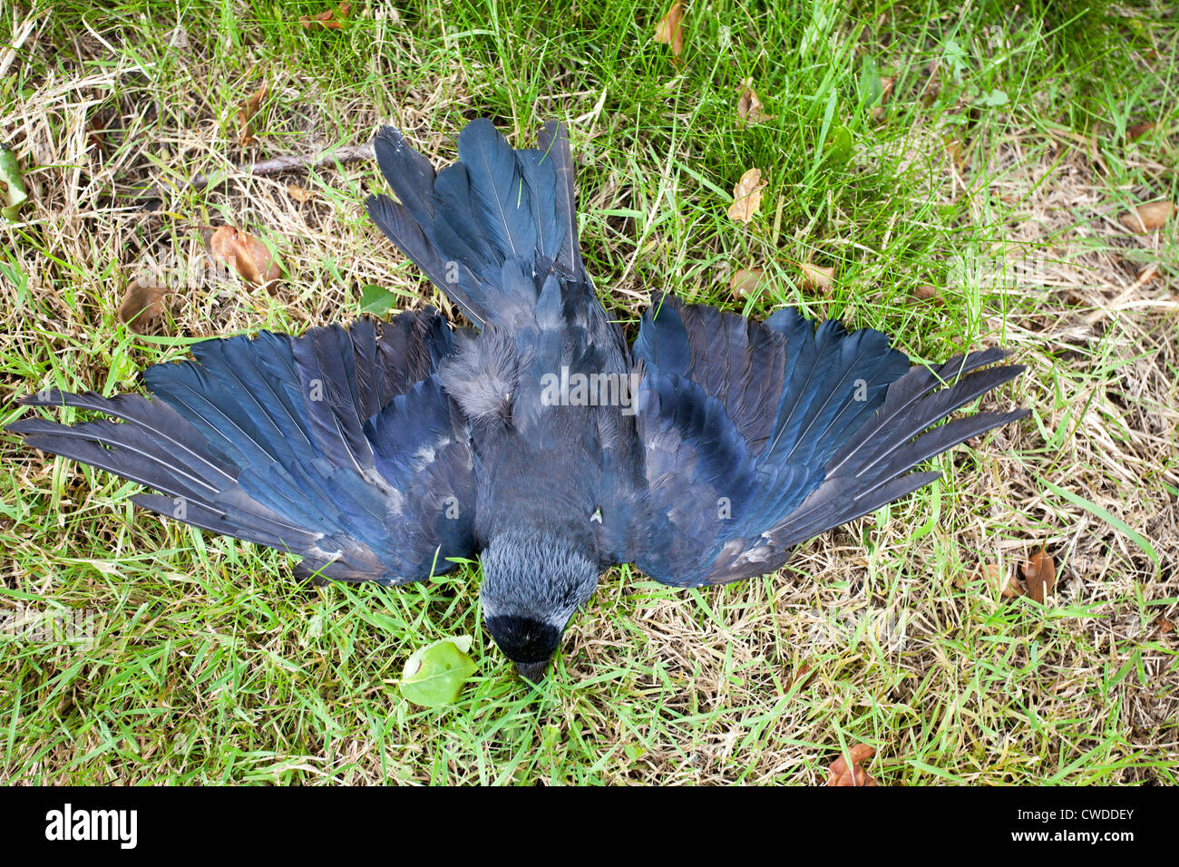 Uccello morto disteso sul terreno Foto Stock