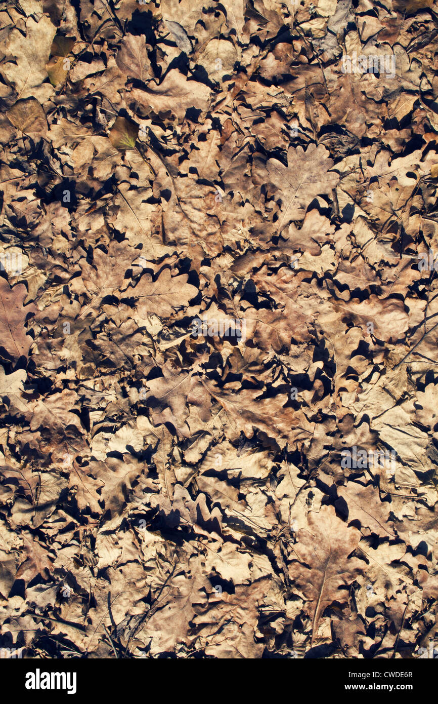 Il fogliame di autunno sul terreno Foto Stock