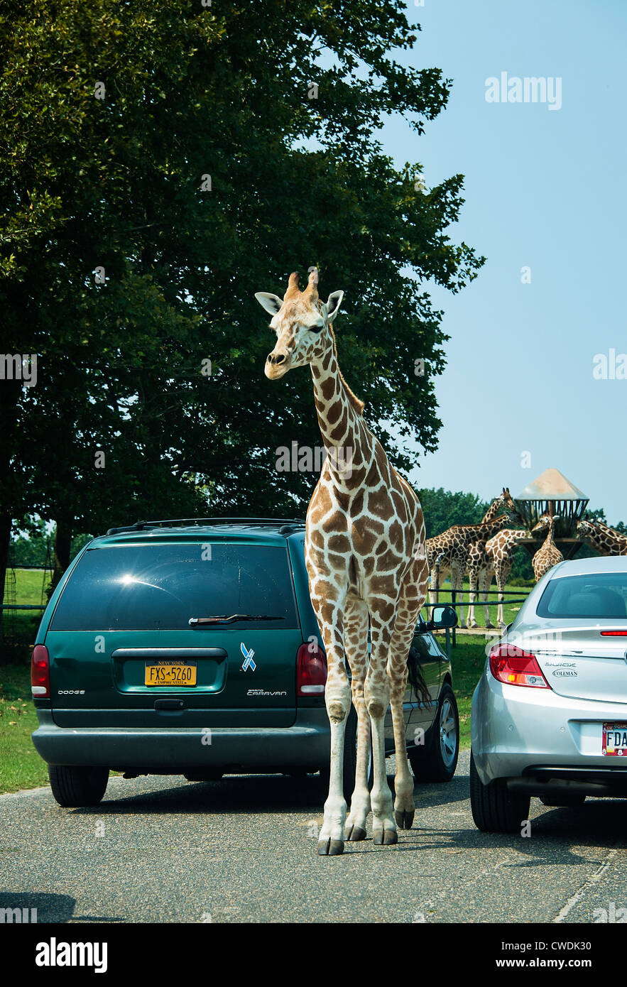 La giraffa saluto ai visitatori del parco, Safari, Six Flags, New Jersey, STATI UNITI D'AMERICA Foto Stock