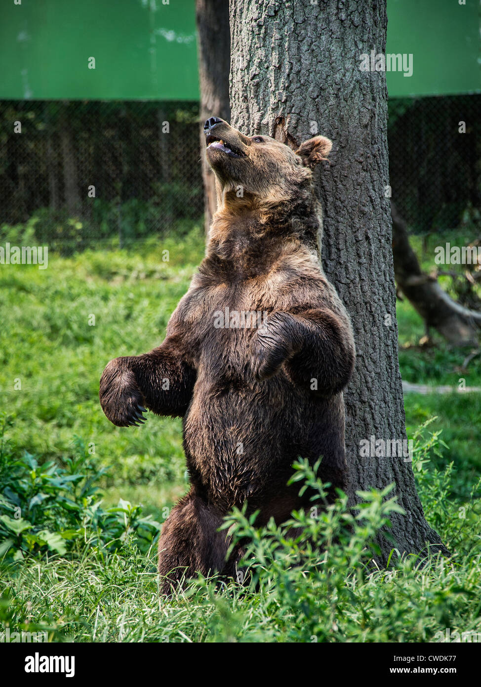 Orso bruno graffi il suo ritorno su un albero, Ursus arctos, Safari, Six Flags New Jersey Foto Stock