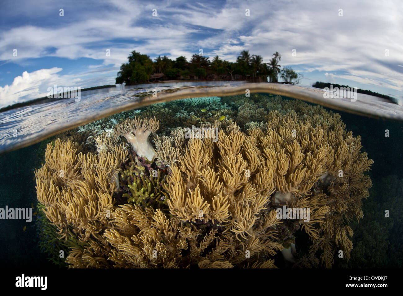 In morbida pelle con colonie di corallo, Sarcophyton sp., crescere vicino alla marea bassa la linea vicino a un basso giacente calcare isola del Pacifico. Foto Stock