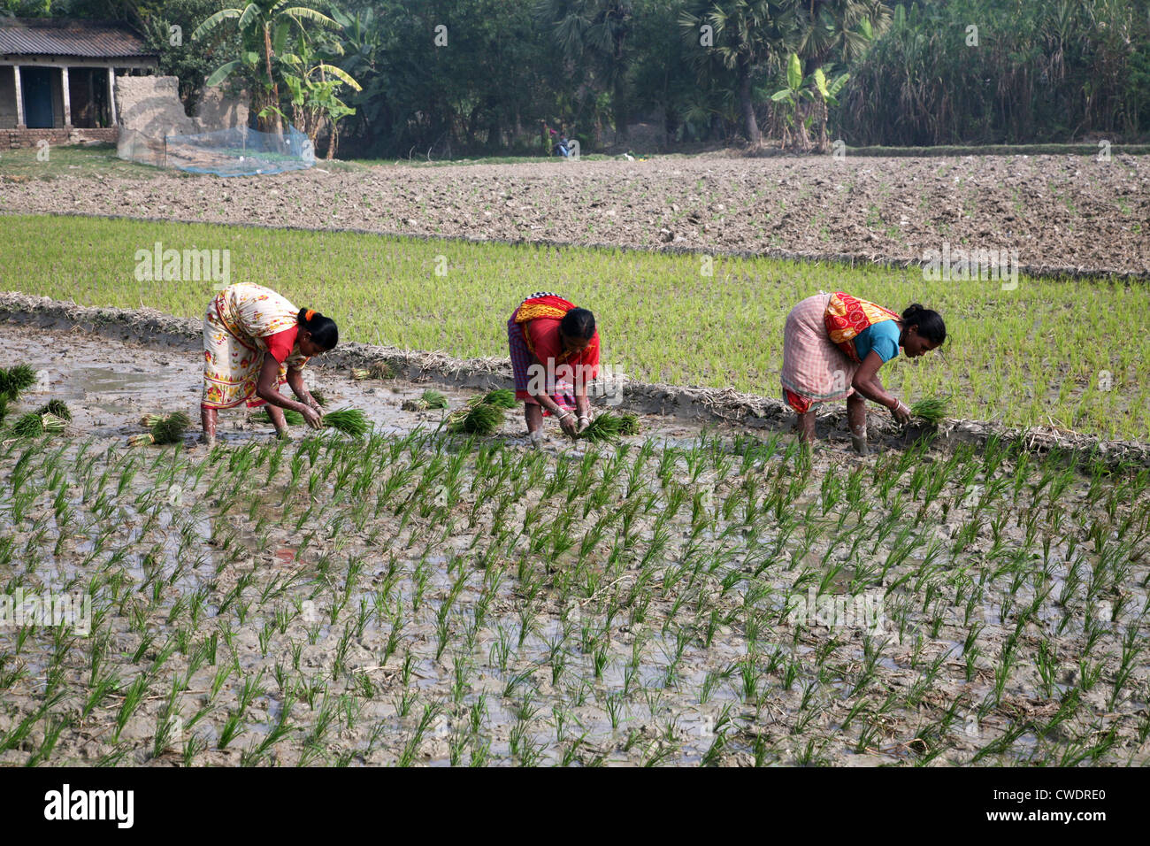 Le donne delle zone rurali che lavorano in riso piantagione in Kumrokhali, West Bengal, India il 14 gennaio 2009. Foto Stock
