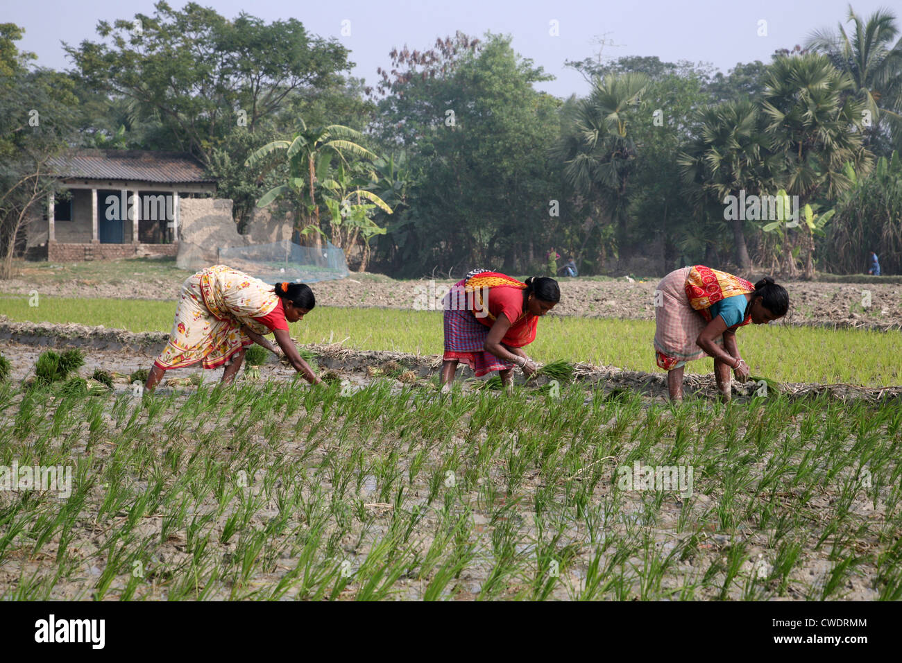 Le donne delle zone rurali che lavorano in riso piantagione in Kumrokhali, West Bengal, India il 14 gennaio 2009. Foto Stock
