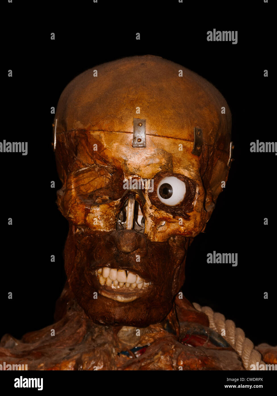 Scary teschio umano Foto Stock