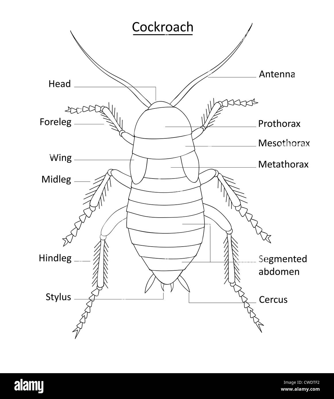 Scarafaggio anatomia- line art con etichette isolato su bianco Foto Stock