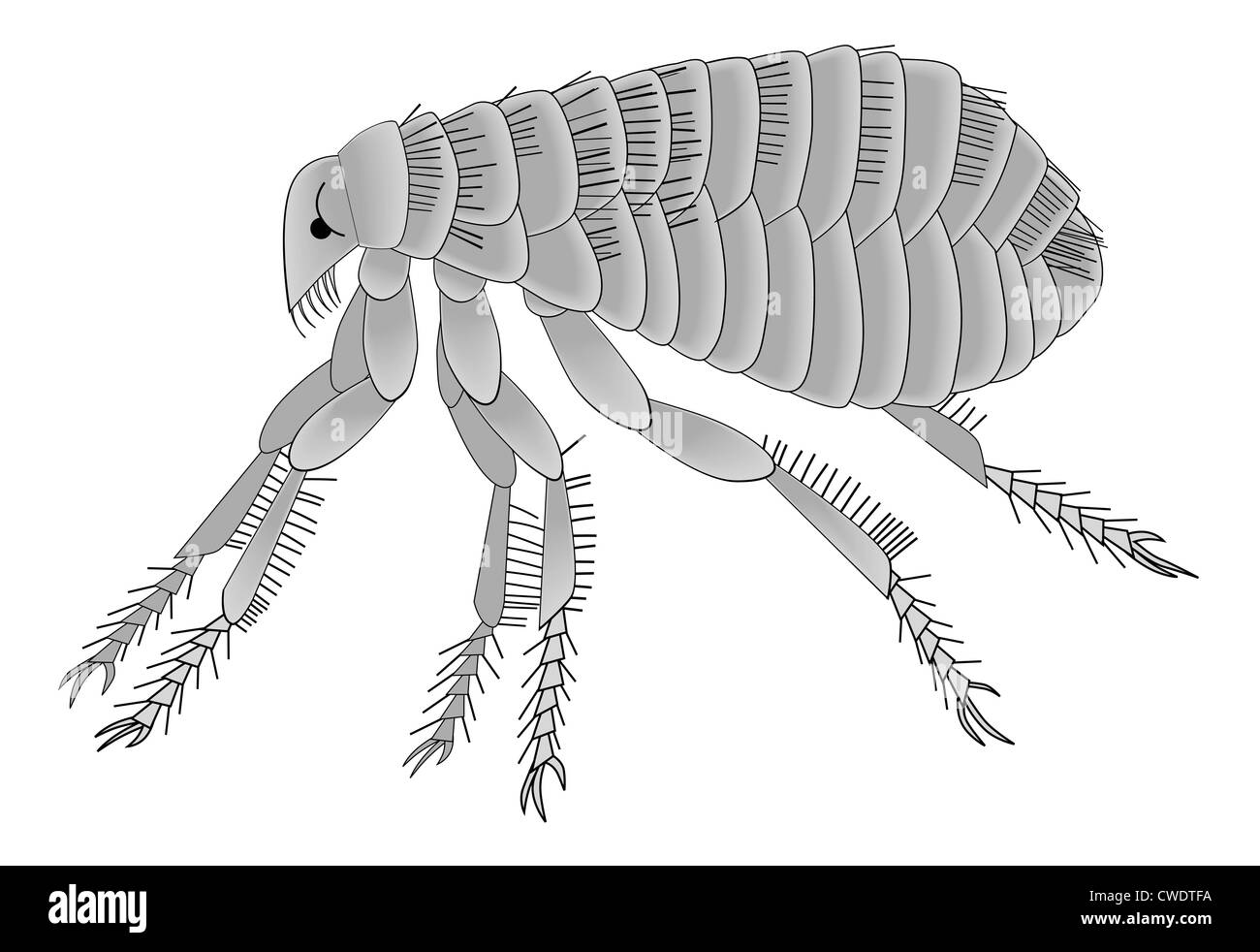 Illustrazione Vettoriale del cane domestico delle pulci, con il suo poco acuminati le gambe e le parti di presa. Foto Stock