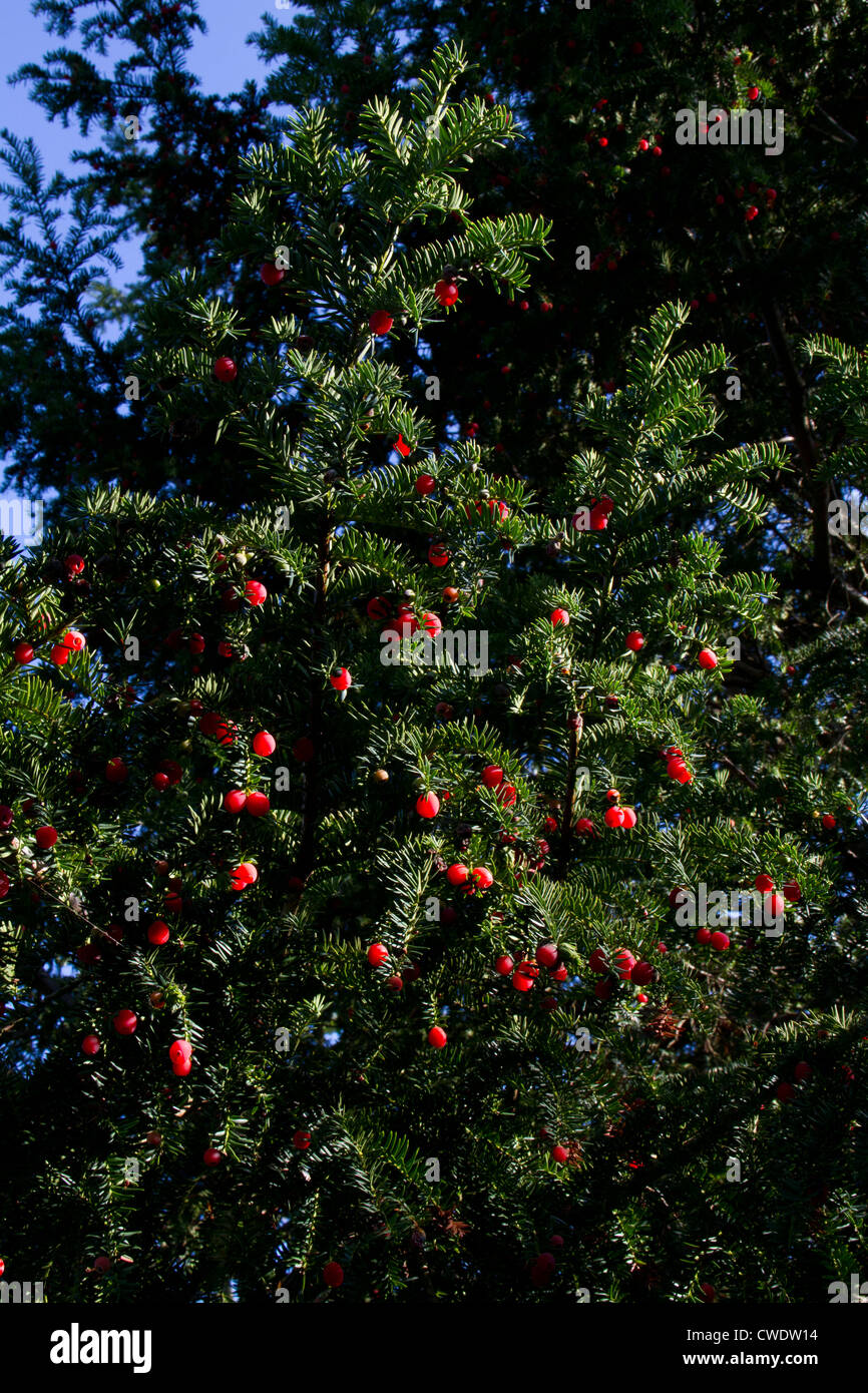 Yew bacche (Taxus baccata) Foto Stock